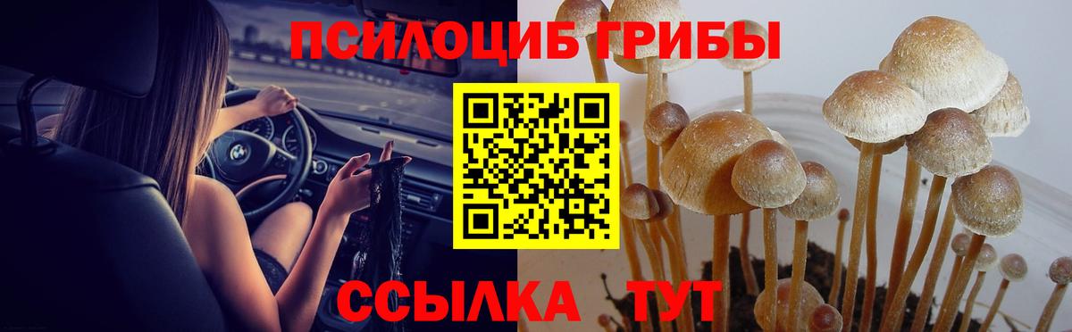 Галлюциногенные грибы Psilocybe Пушкино